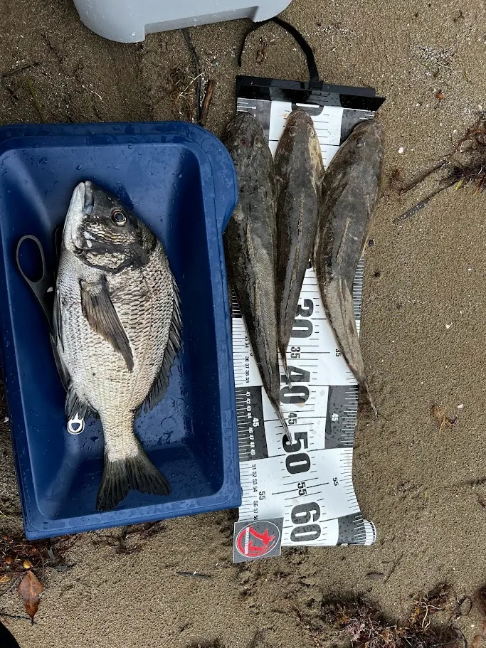 軽バン車中泊での釣果 黒鯛と根魚